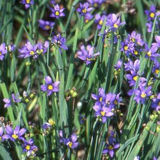 Idaho Blue-Eyed Grass