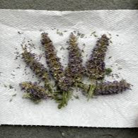 Anise Hyssop