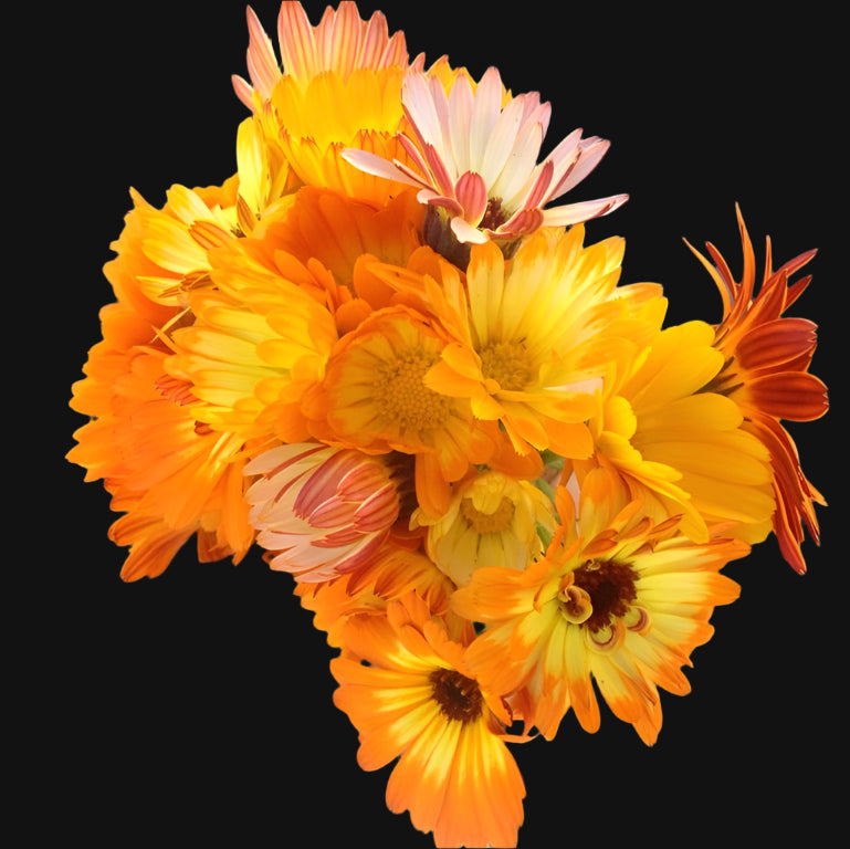 Calendula