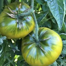 Cherokee Giant Green Tomato