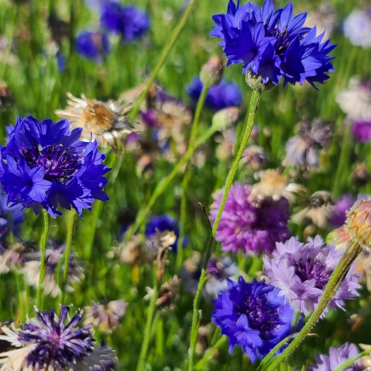 Cornflower