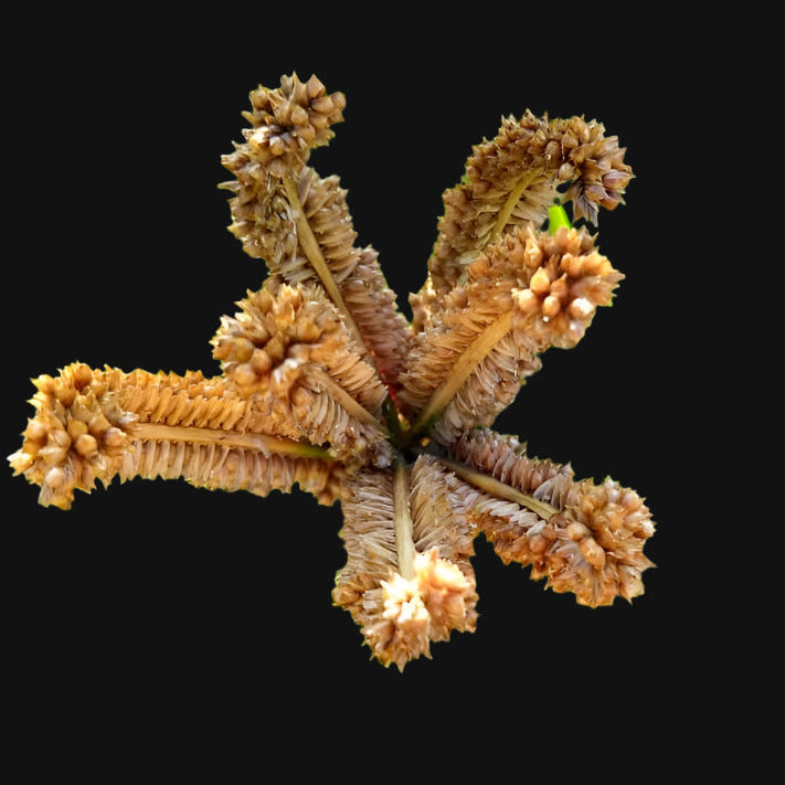 Dragon's Claw Millet