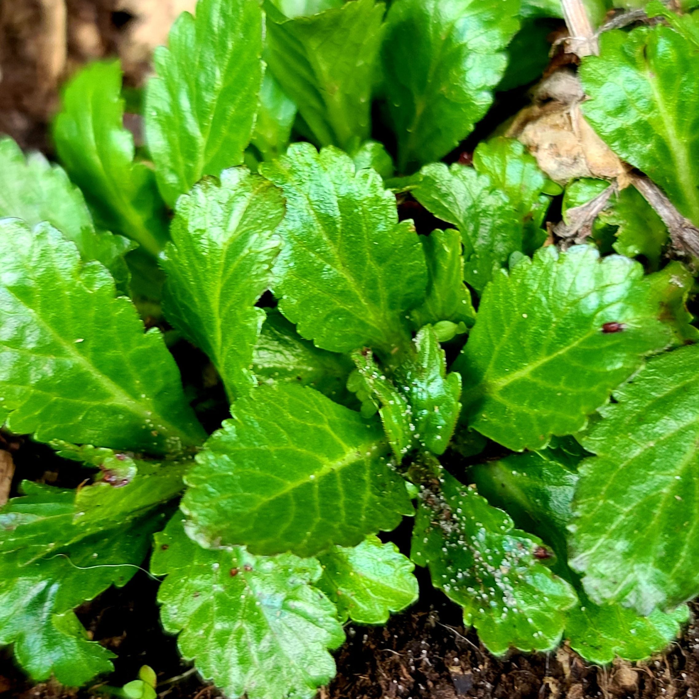 European Blue Vervain