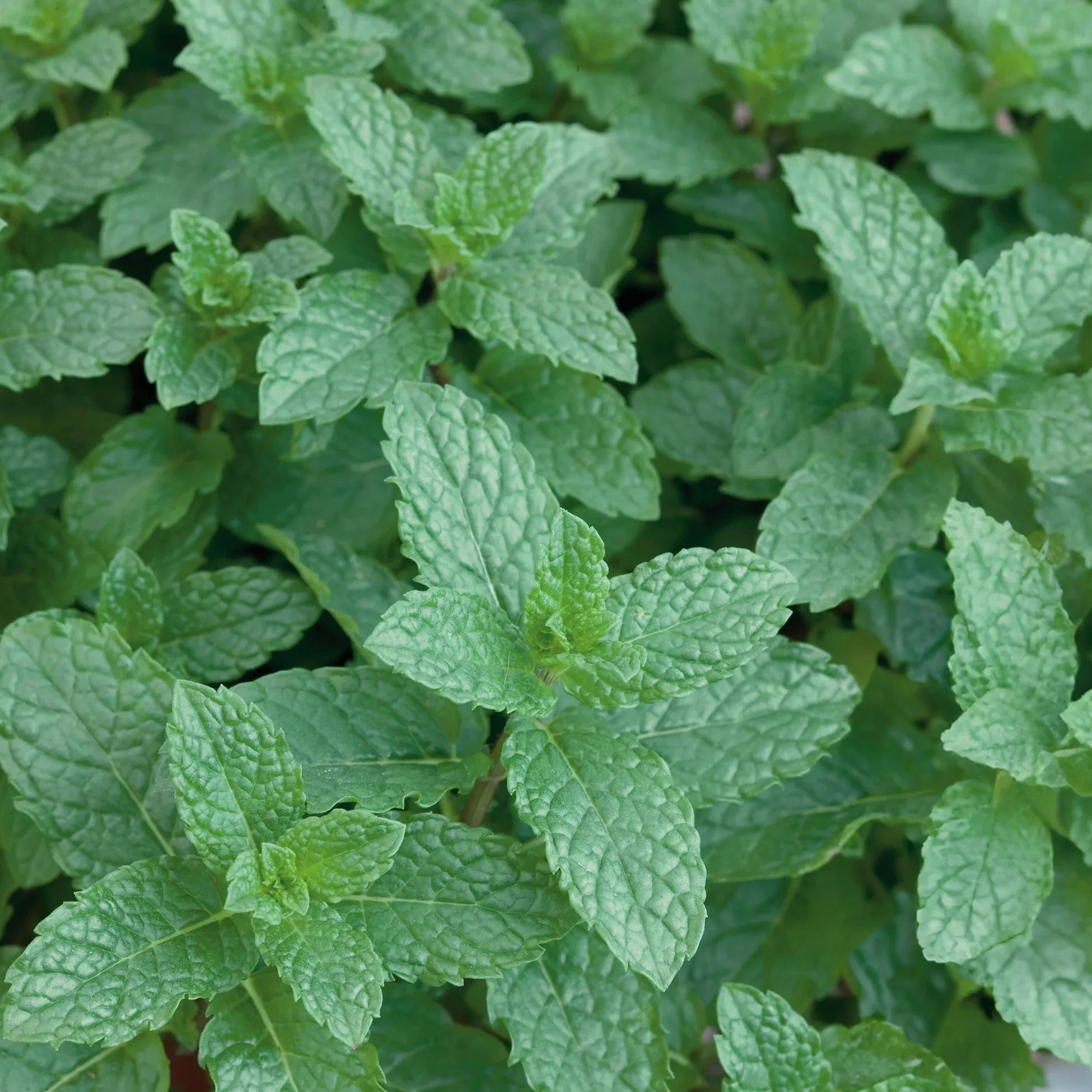 English Spearmint Rootstock