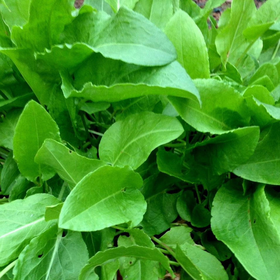 French Sorrel