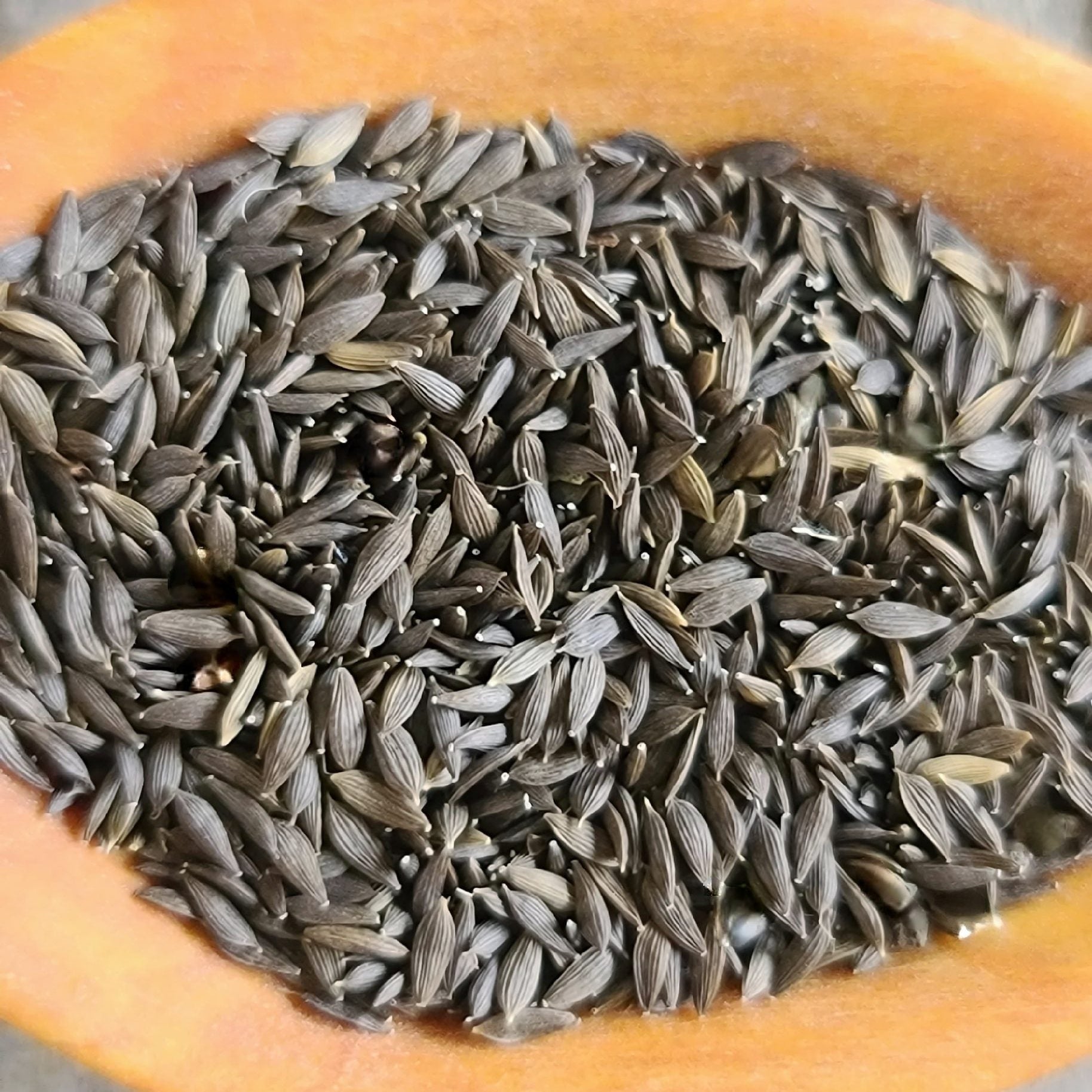 Green Curled Lettuce