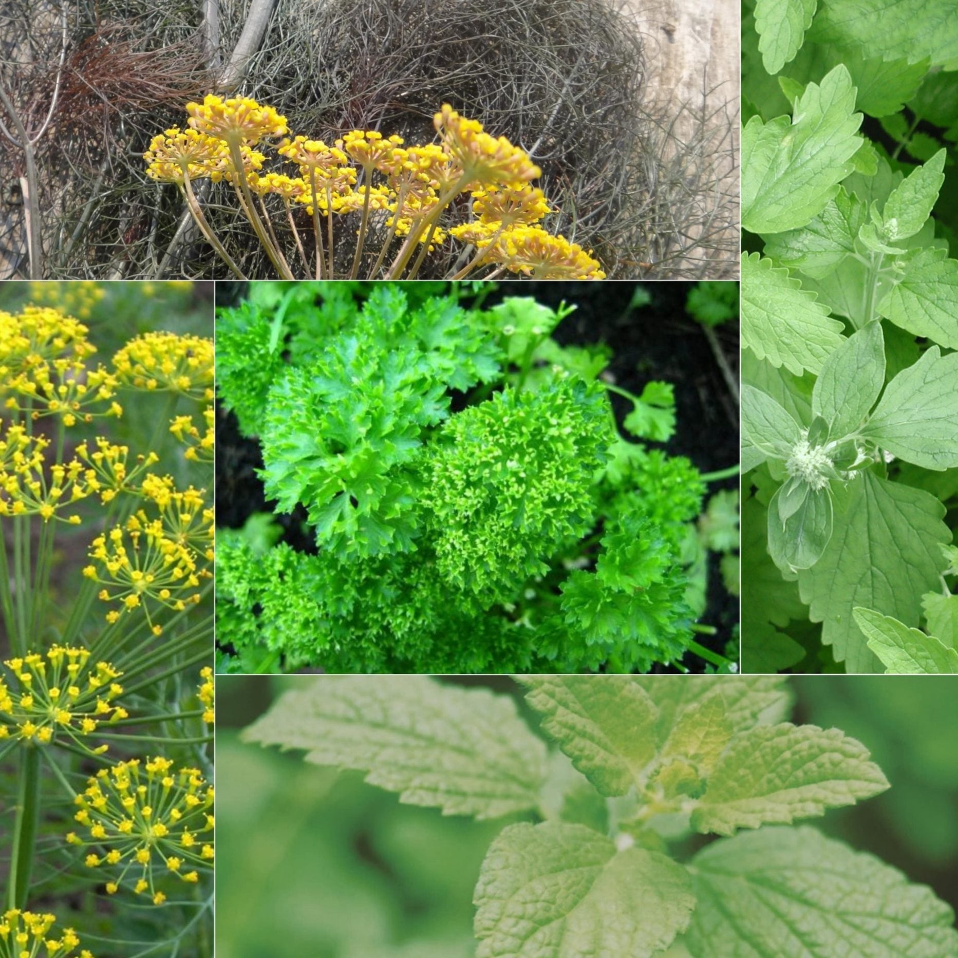 The Heavenly Herbs Collection