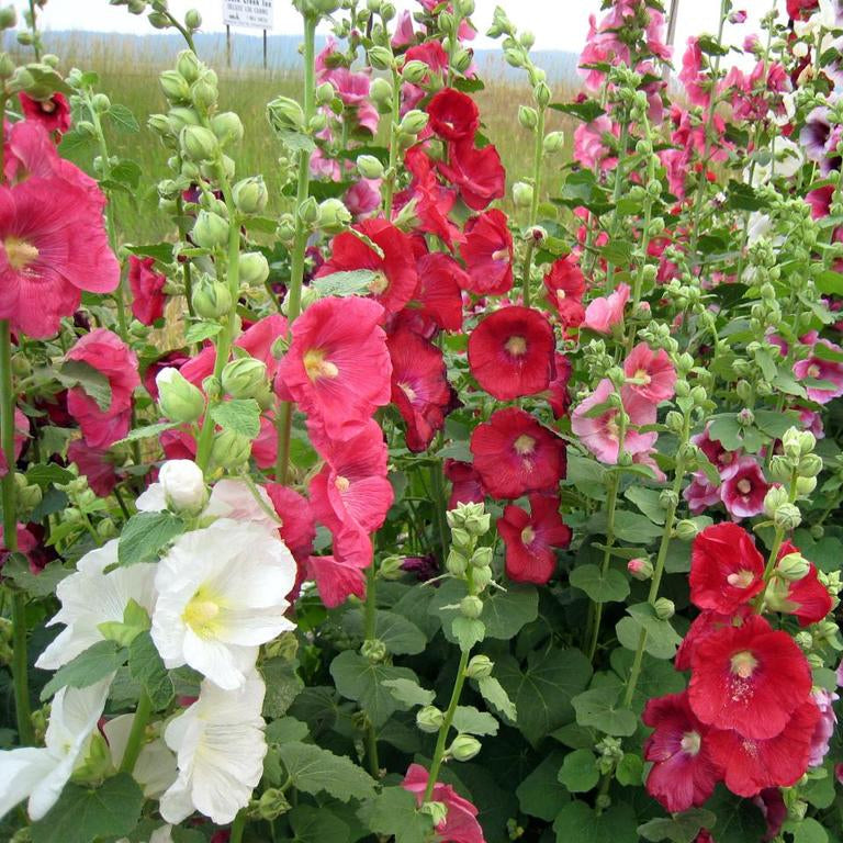 Hollyhock Mix