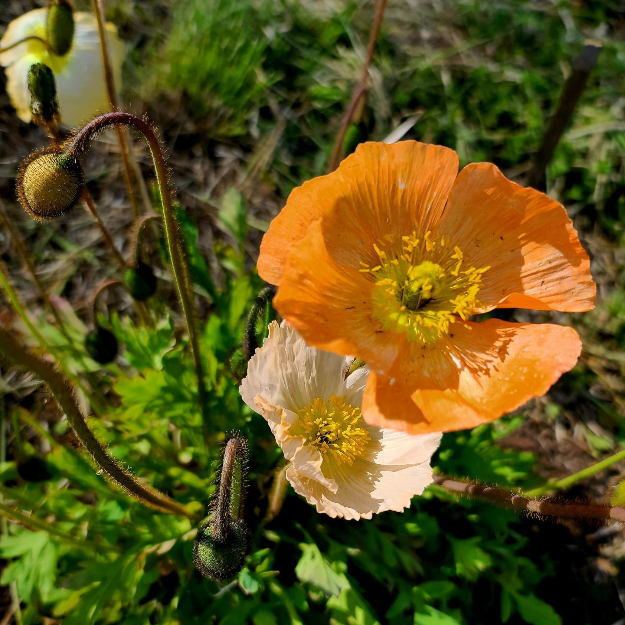 Icelandic Poppy