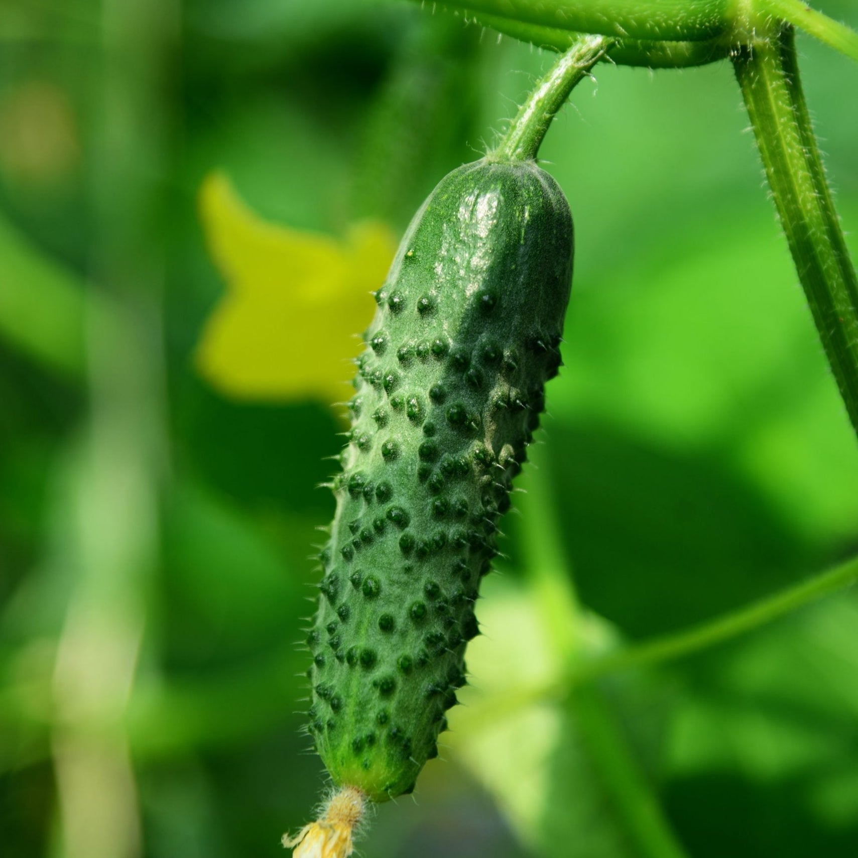 Japanese Suyo Long Cucumber