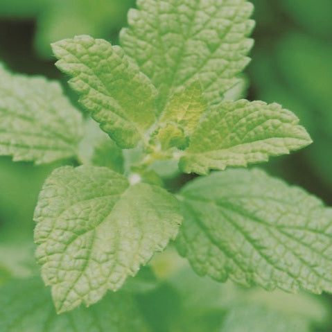 Lemon Balm