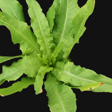 Low's Pointed Lettuce