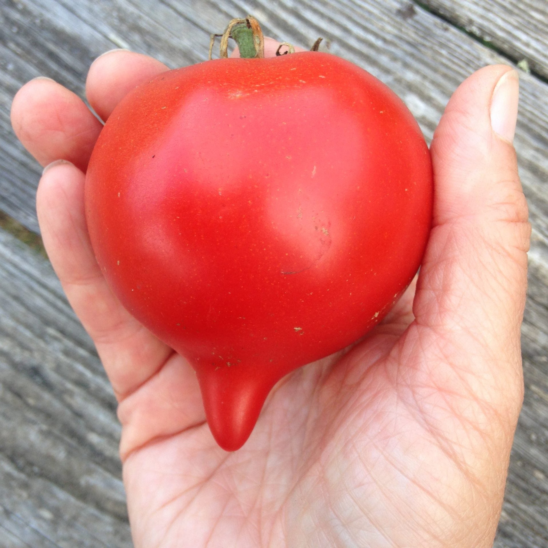 Teardrop Tomato