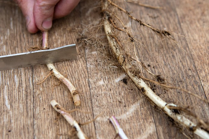 Apple Mint Rootstock