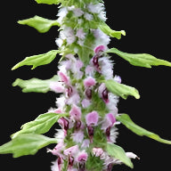 Motherwort