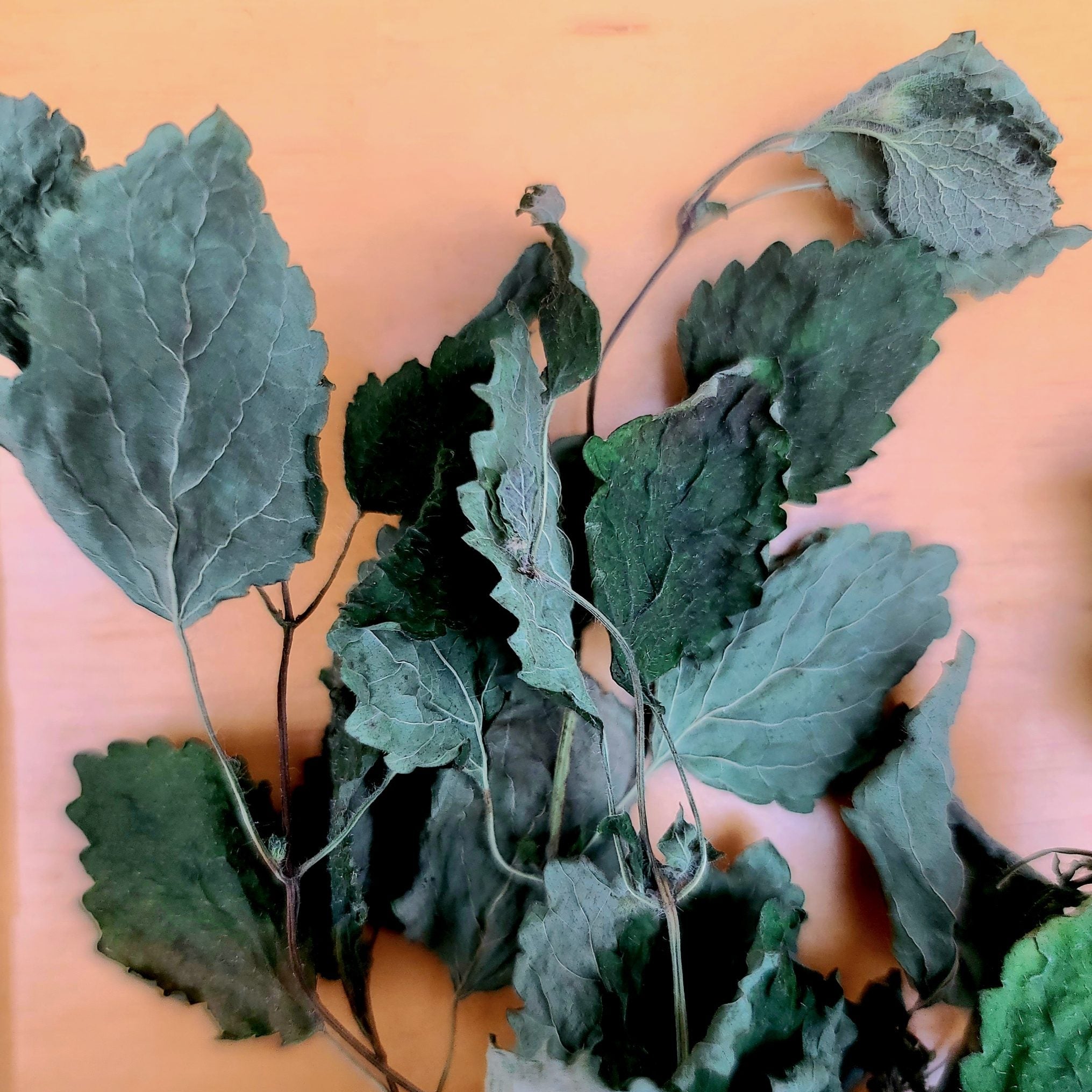 Orchard Experience Mix