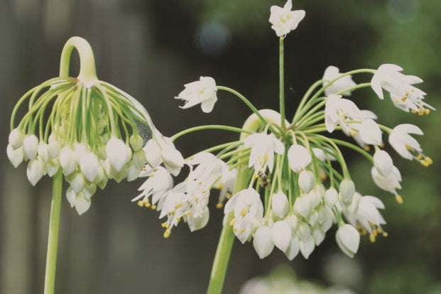 Nodding Onion