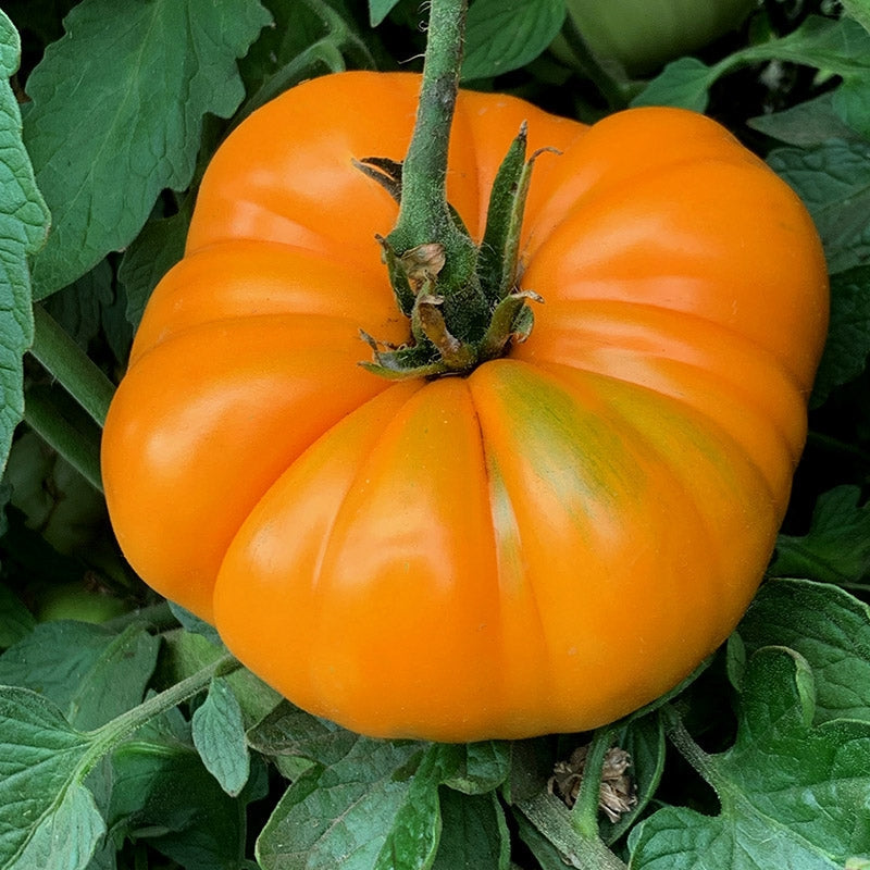 Orange Beefsteak Tomato
