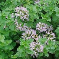 Oregano