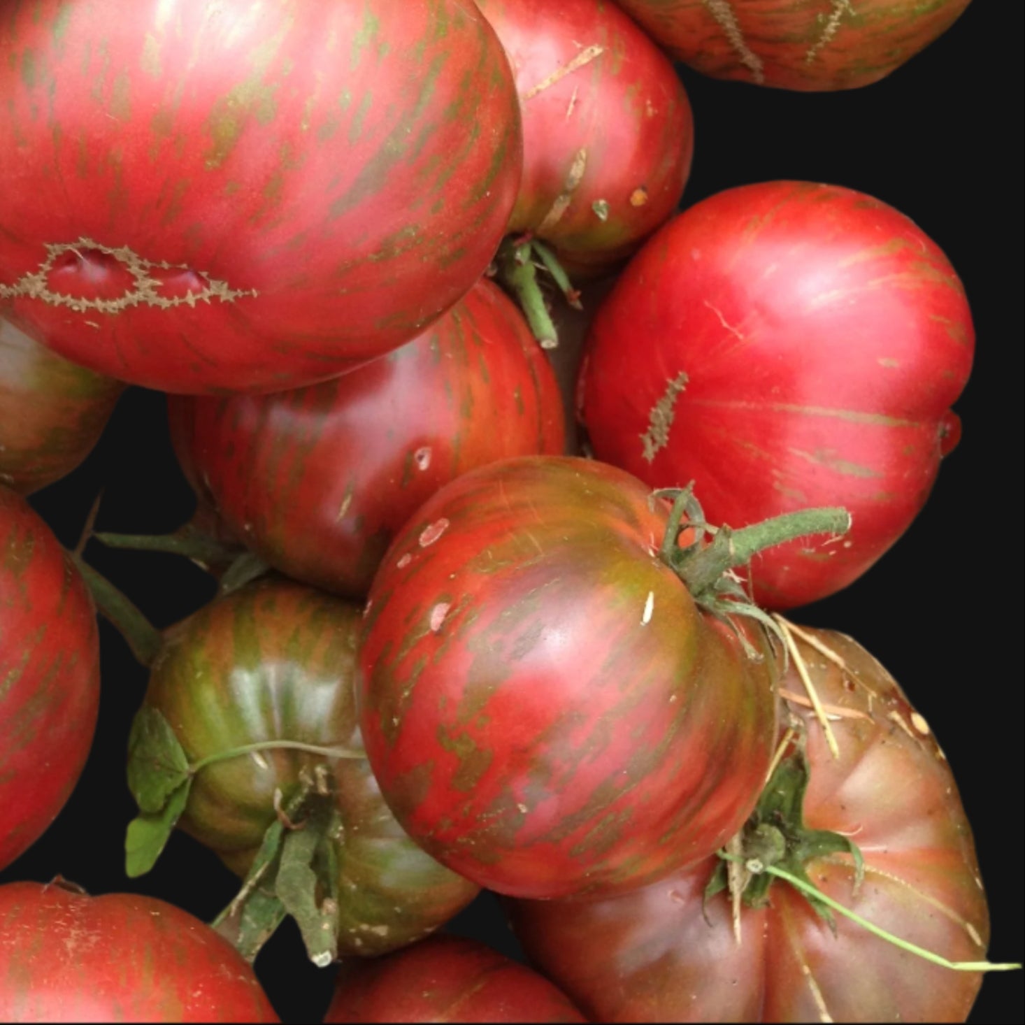 Pink Berkeley Beefsteak Tomato