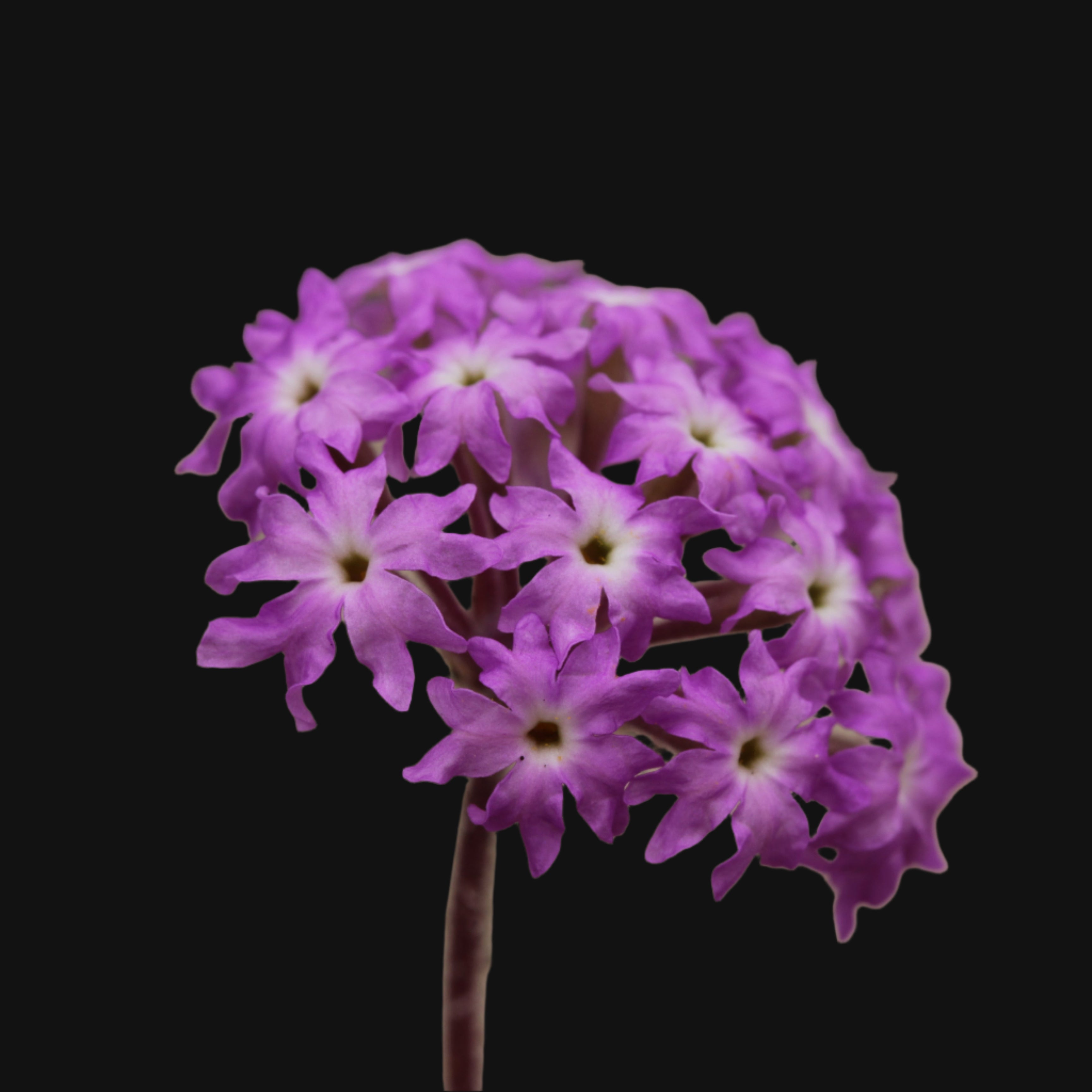Pink Sand Verbena