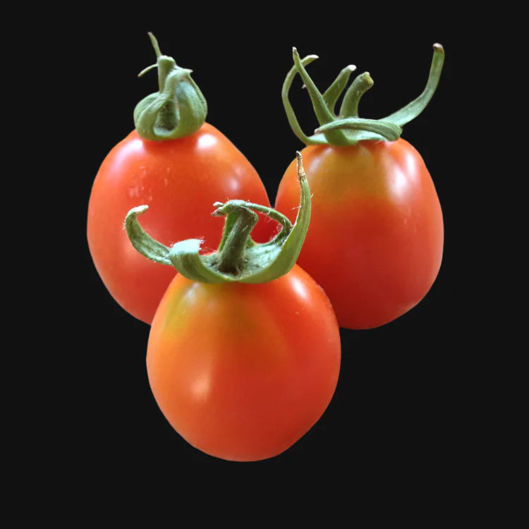 Principe Borghese Tomato