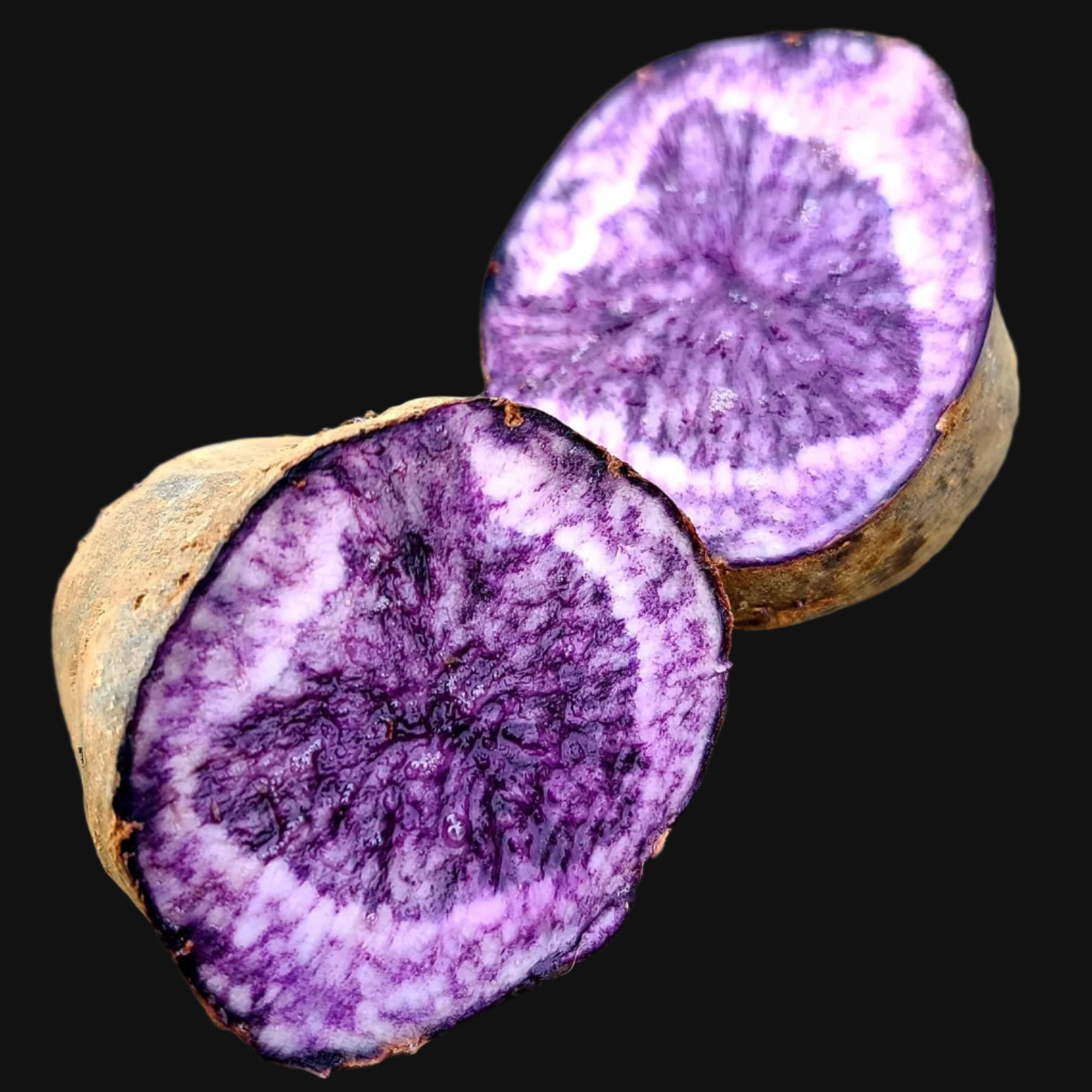 Mychosen Purple Seed Potatoes