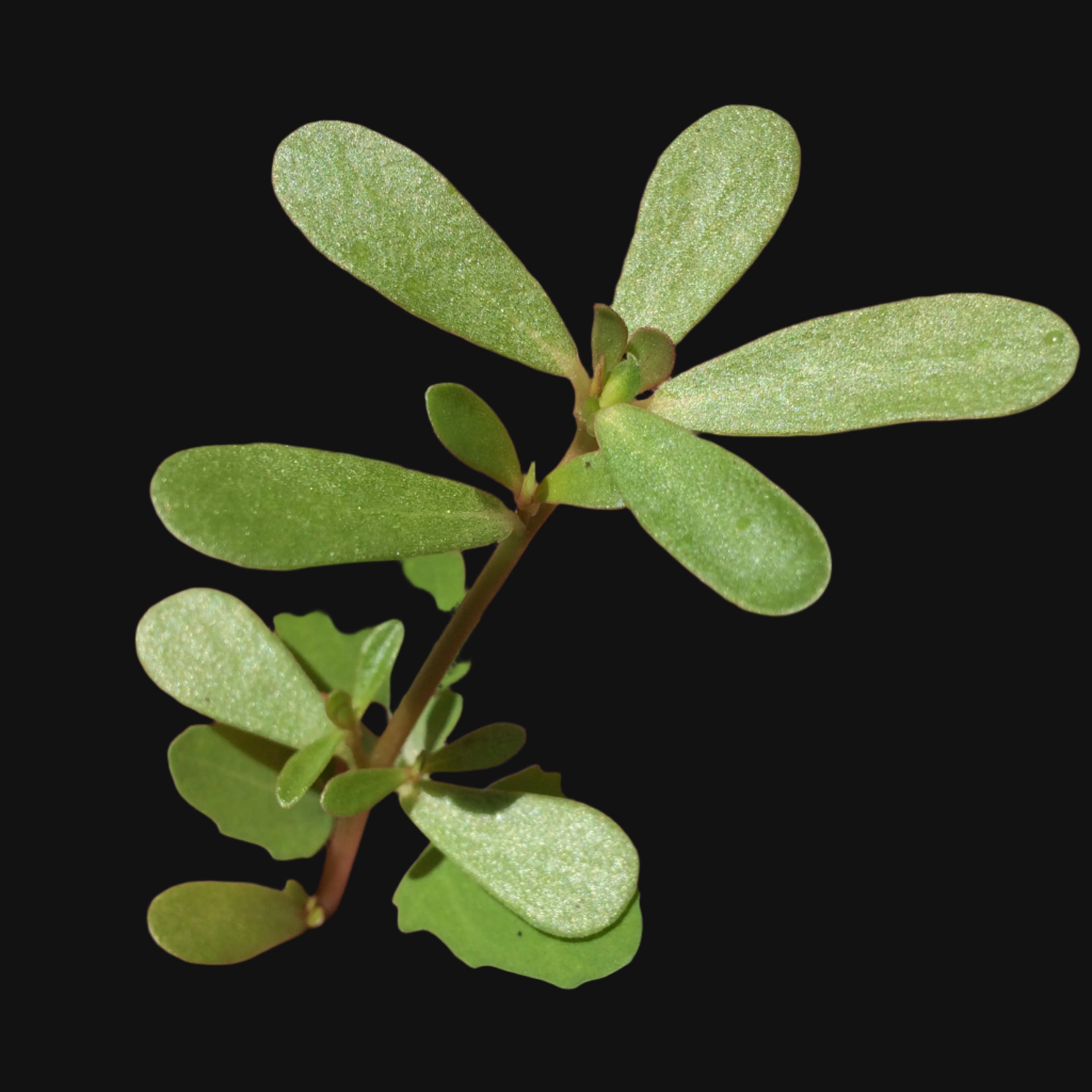 Purslane