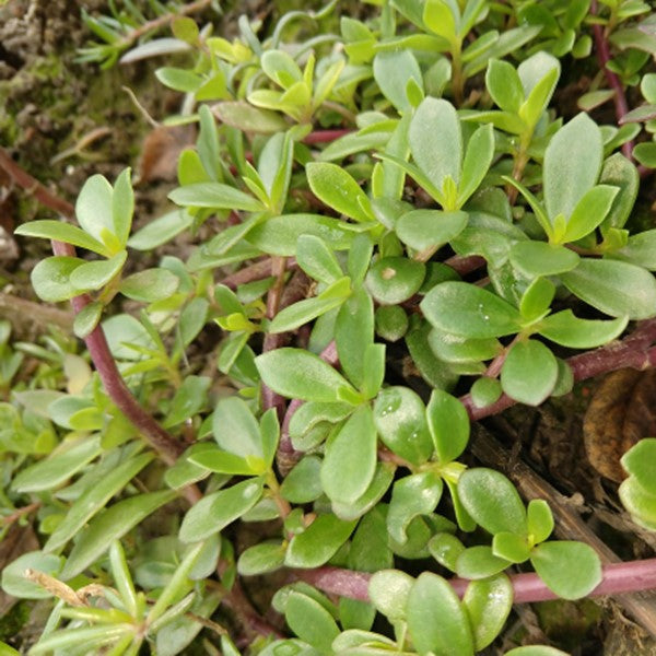 Purslane