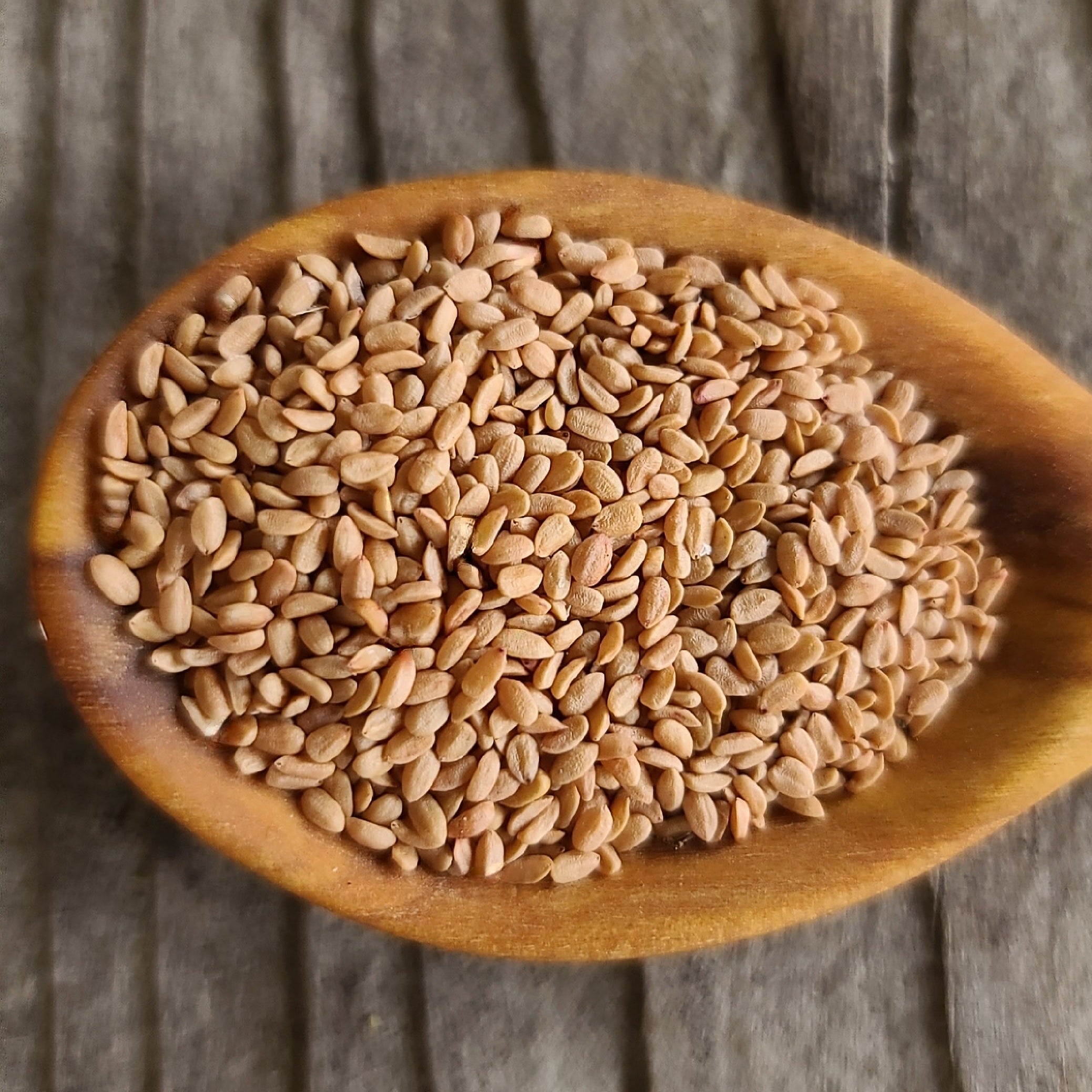 Red Elderberry Cuttings