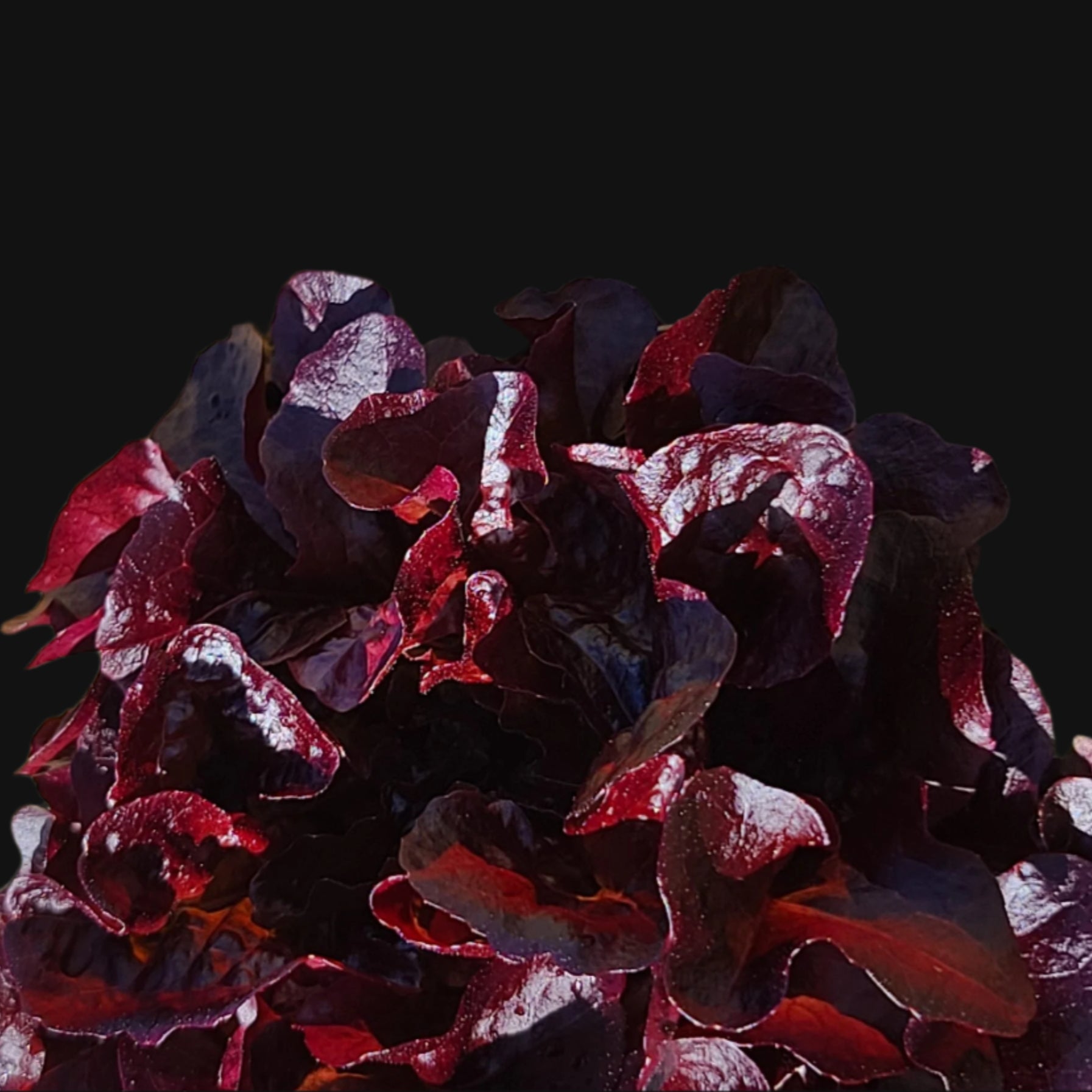 Red Romaine Lettuce