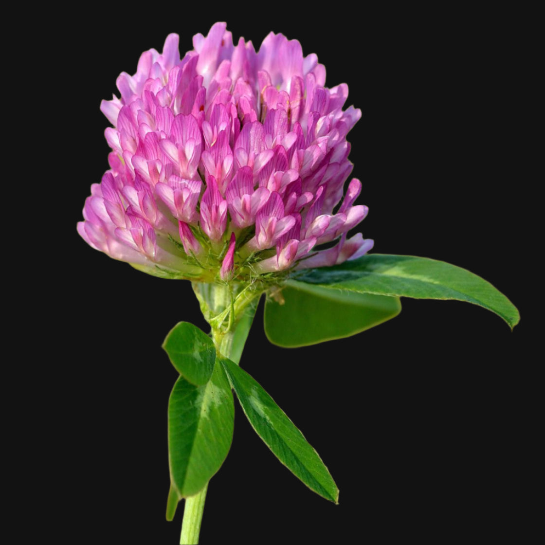 Red Clover