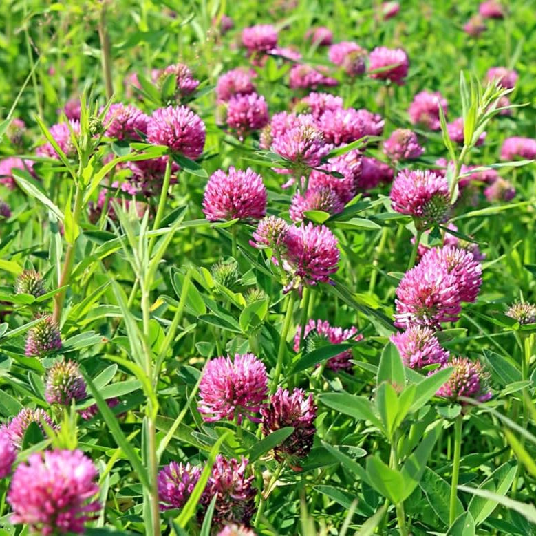 Red Clover
