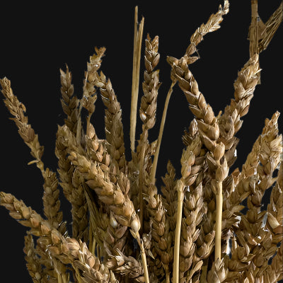 Red Fife Wheat