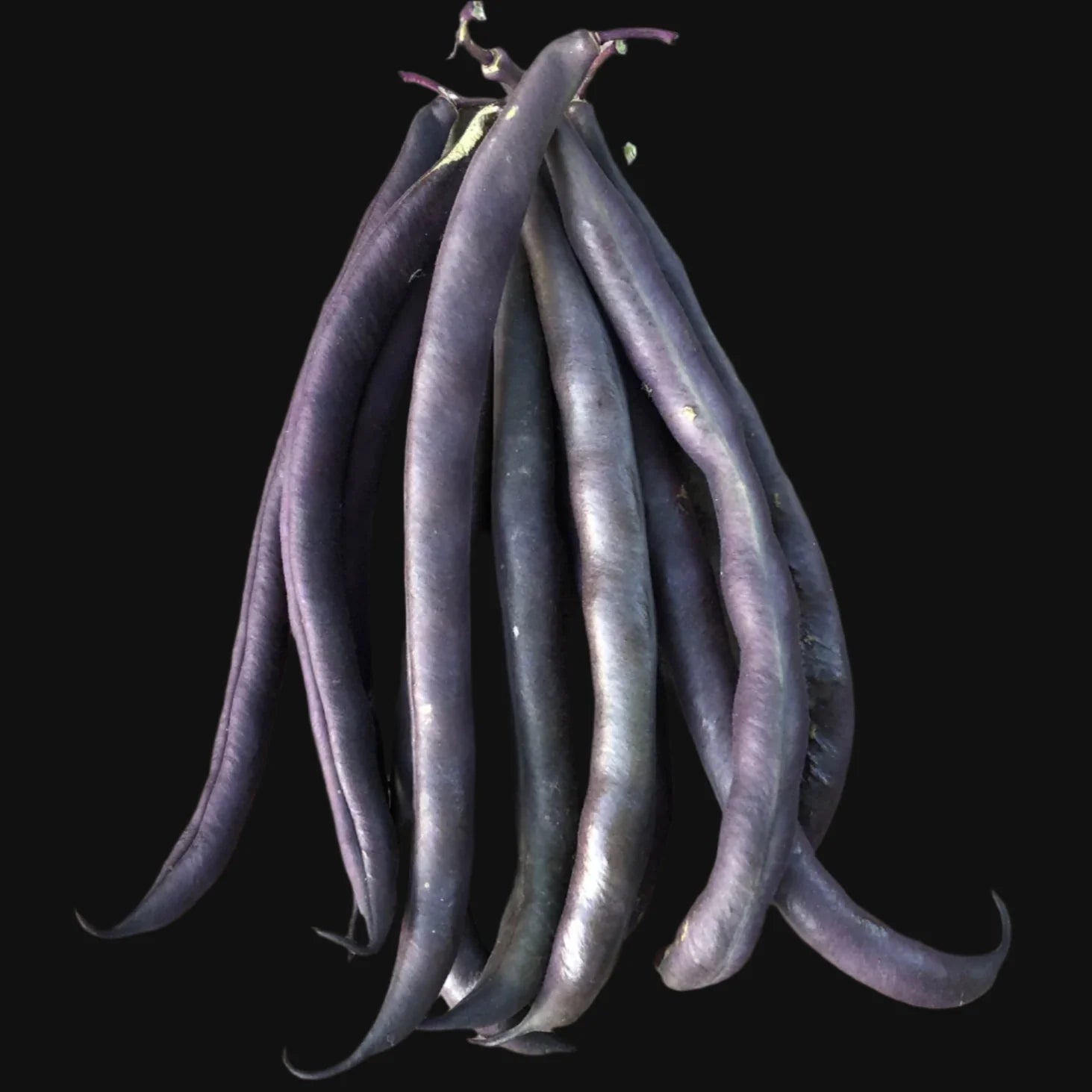 Royal Burgundy Bush Bean
