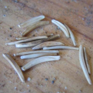 Scorzonera (Black Salsify)