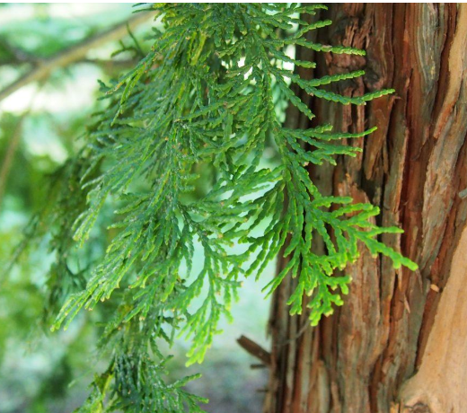 Hinoki Cypress Floral Water  (120 ml / 4oz )