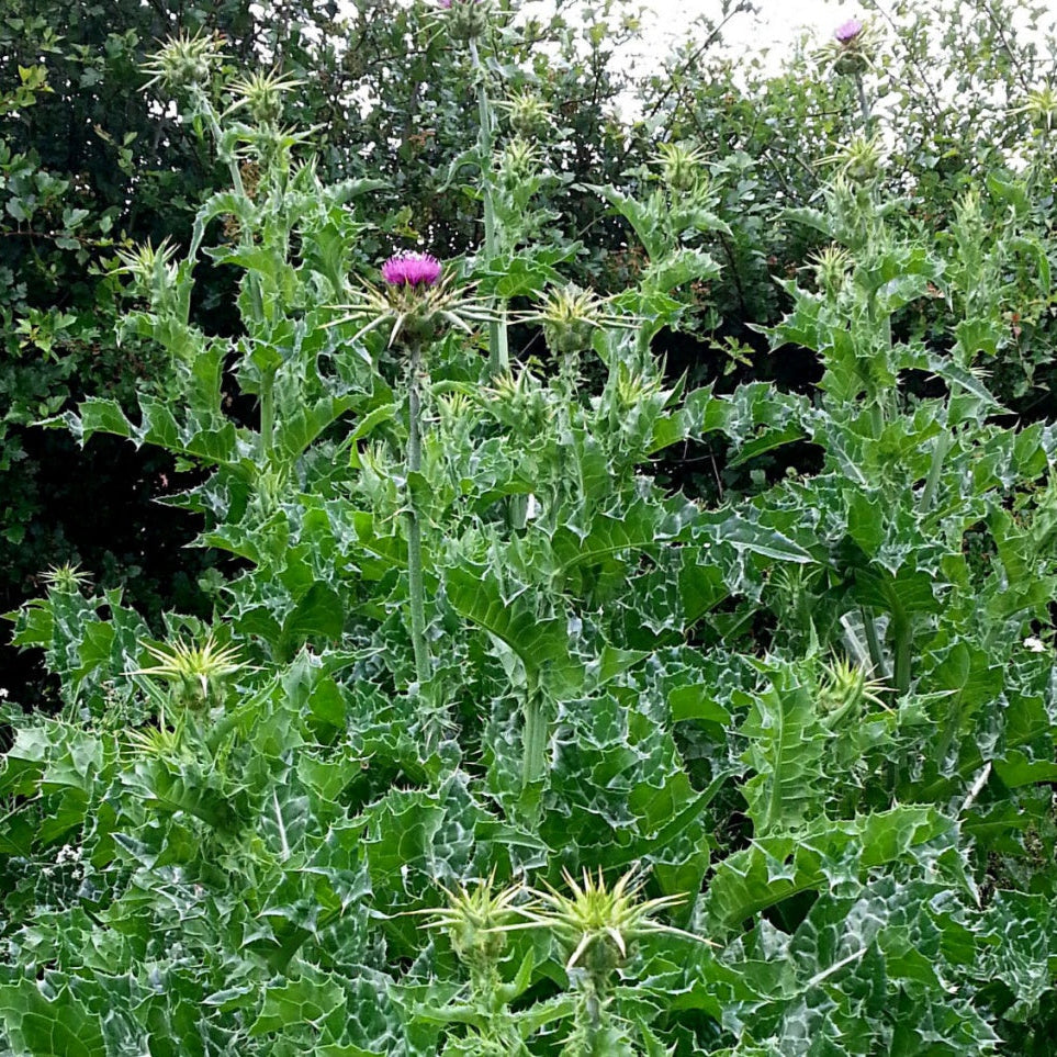 Milk Thistle