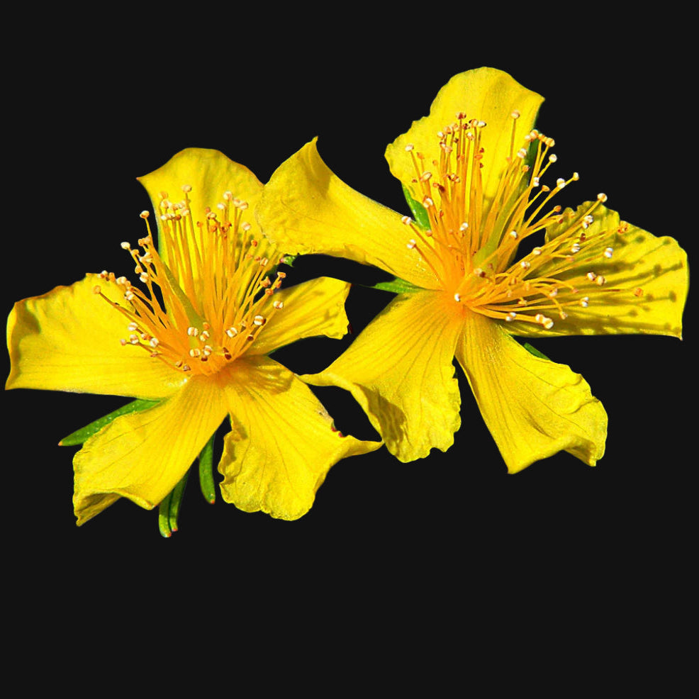 St John's Wort