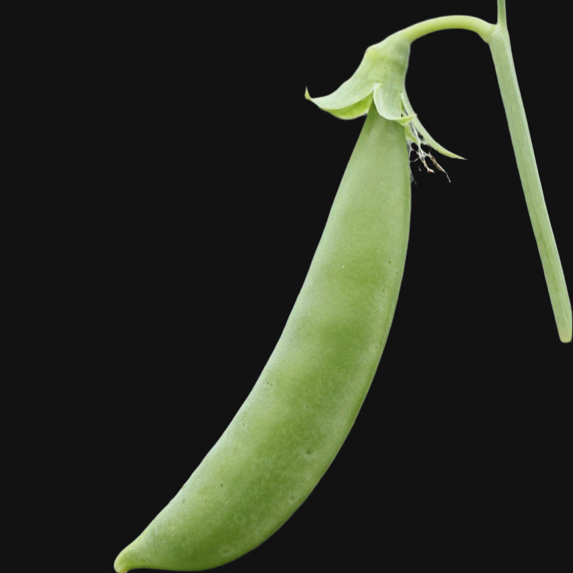 Sugar Anne Snap Pea