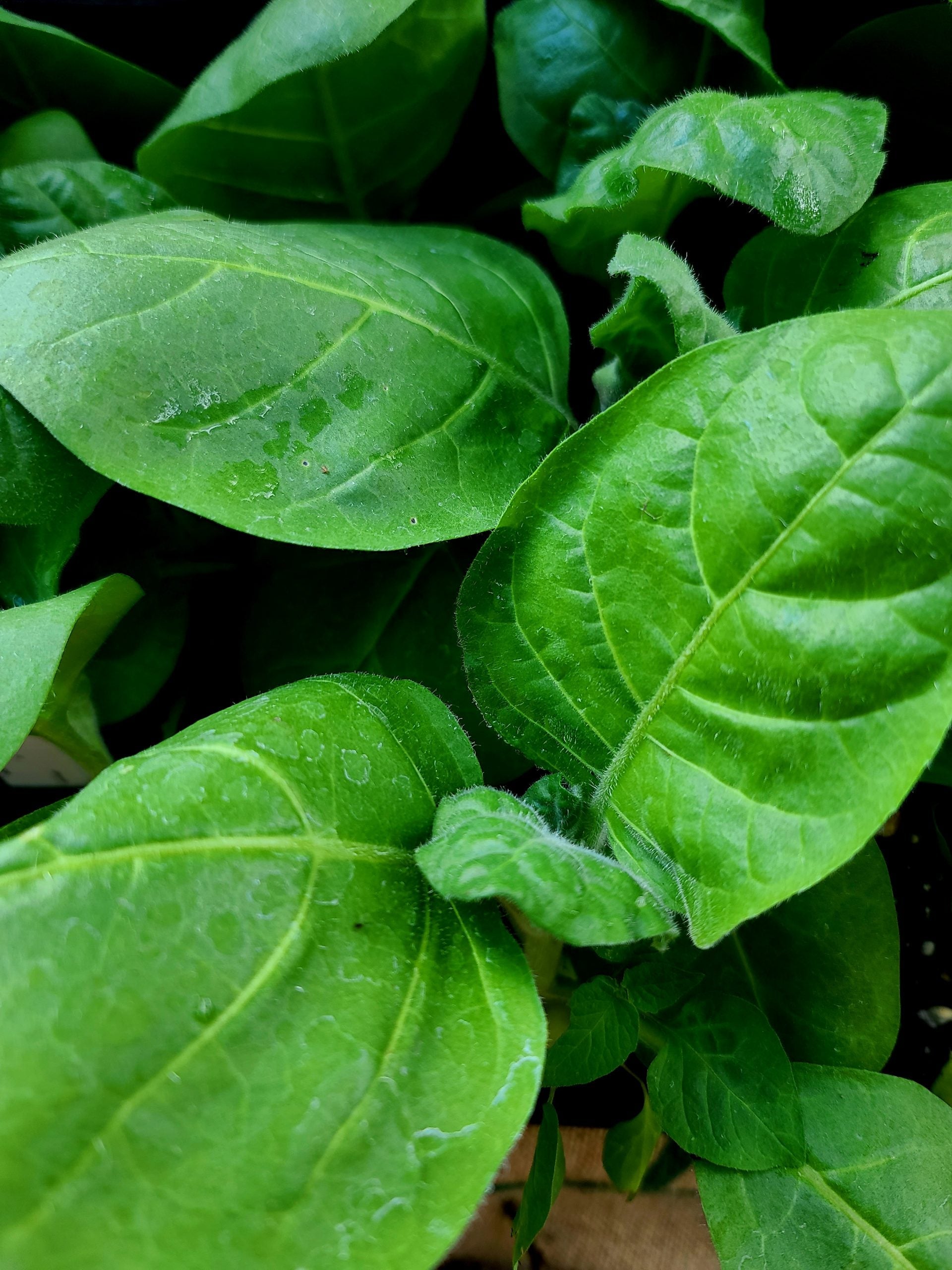 Tobacco Seeds