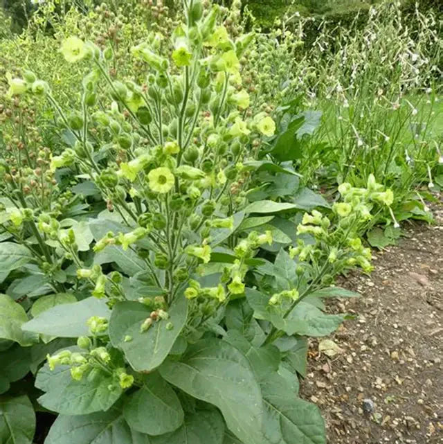 Tobacco Seeds