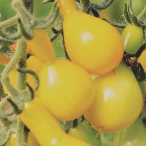 Yellow Pear Tomato
