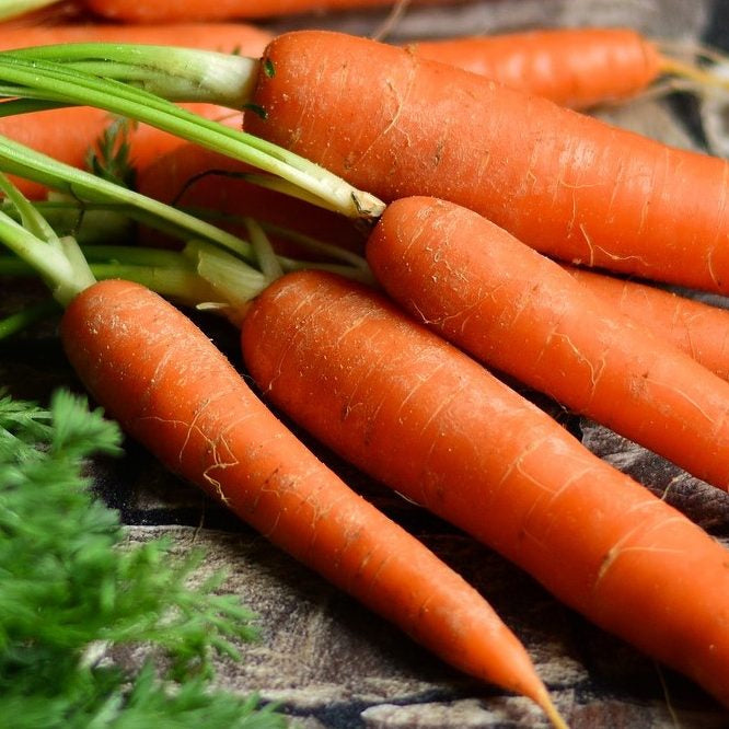 The Winter Harvest Collection