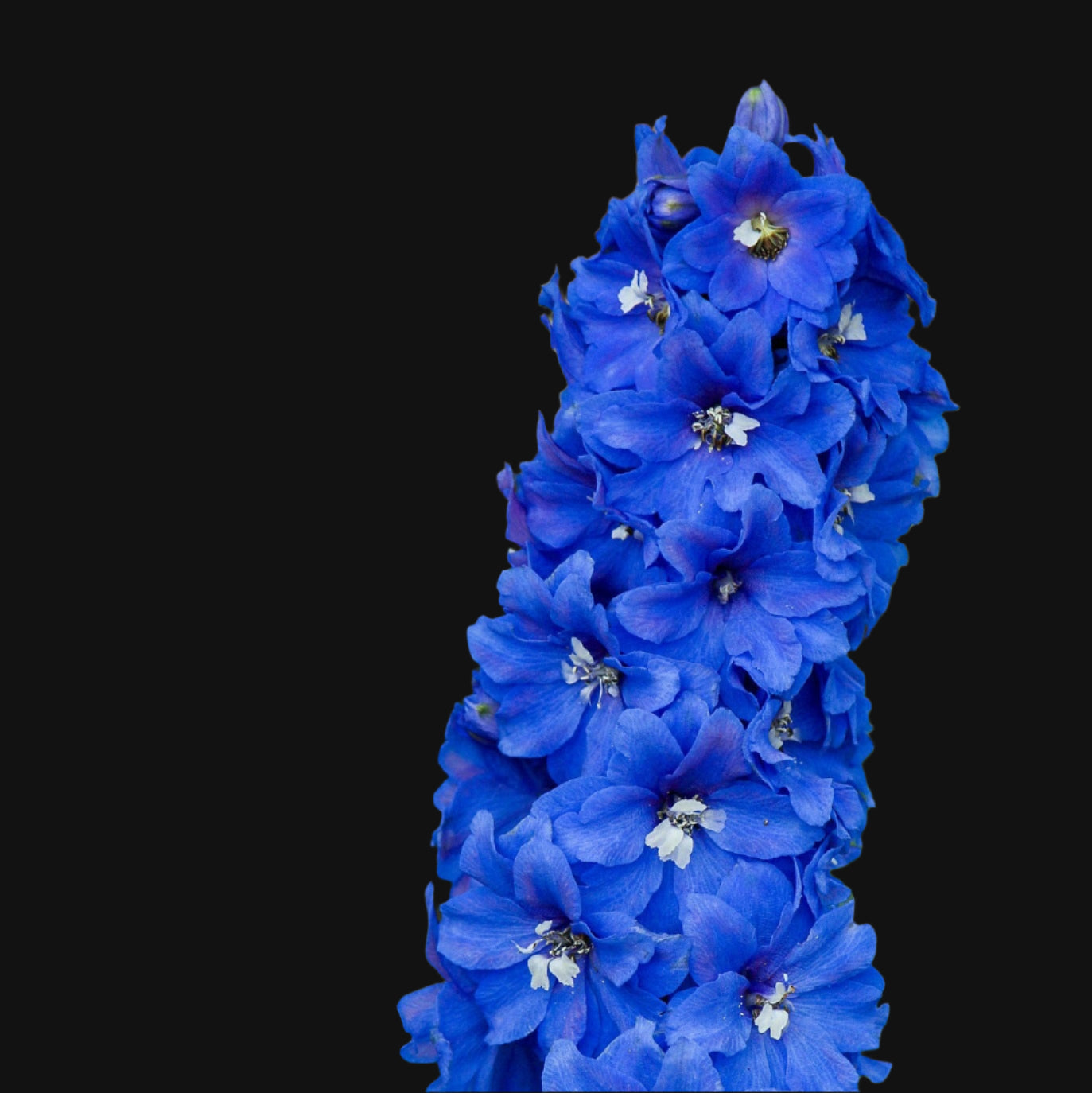 Delphinium