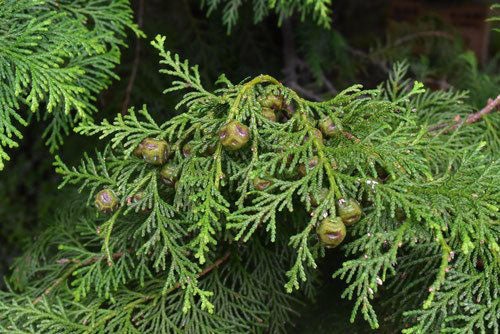 Hinoki Himalayan Pink Bath Salts