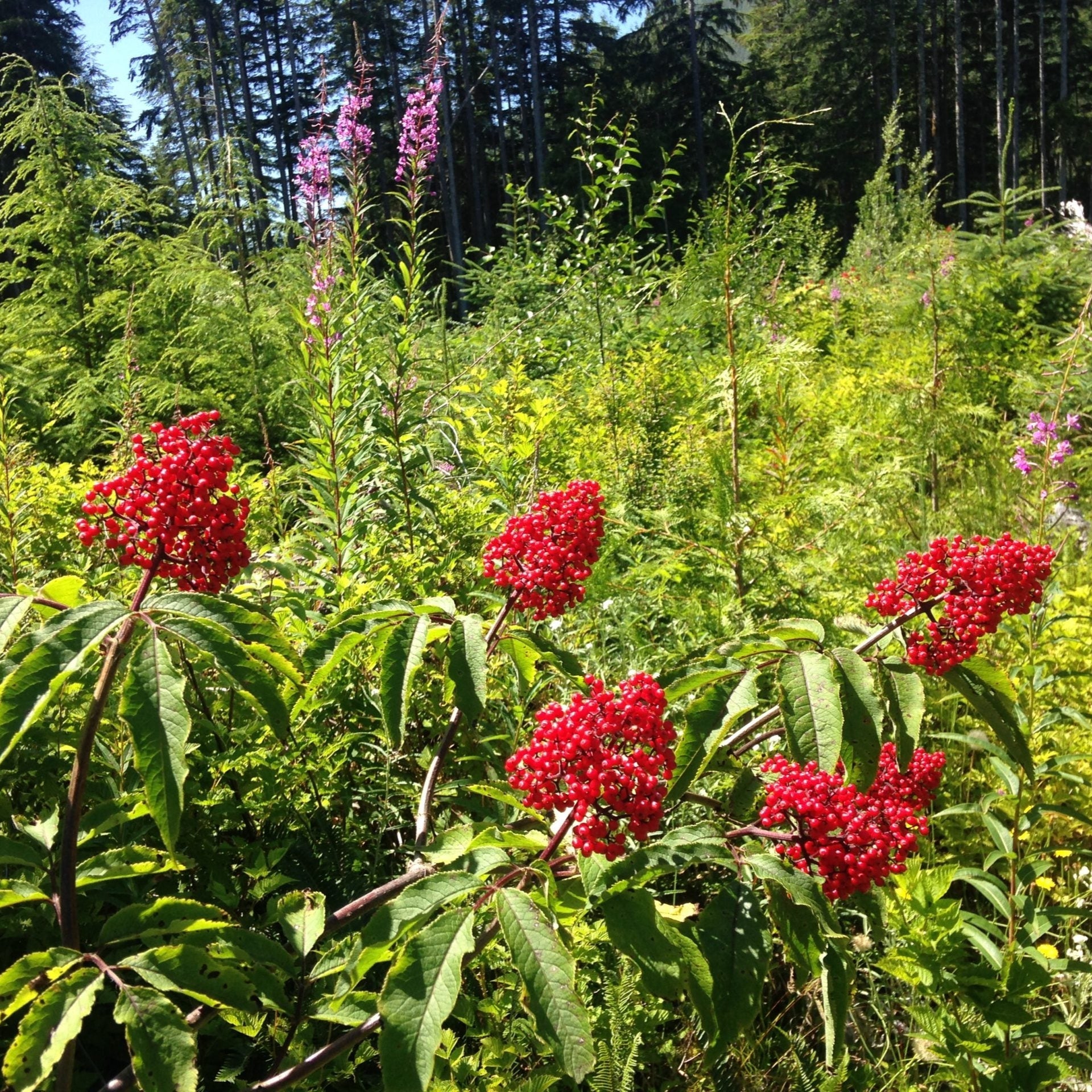 Red Elderberry Cuttings