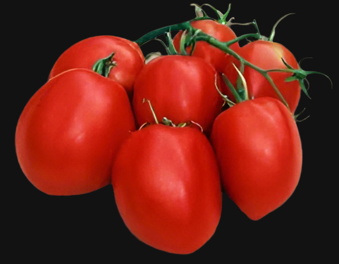 Amish Paste Tomato