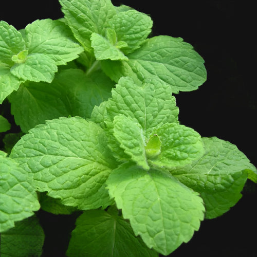 Apple Mint Rootstock