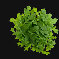 Arugula